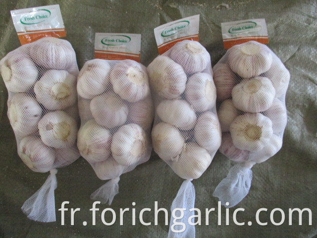 Fresh Normal White Garlic Size 5 0